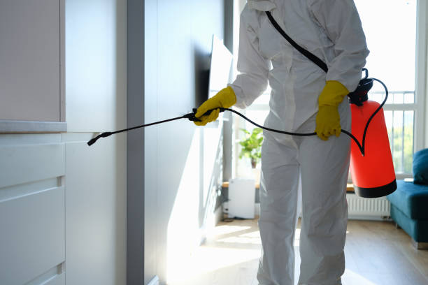 Best Basement Mold Removal  in Ypsilanti, MI