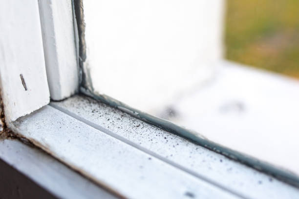 Best Mold Remediation for Vacation Homes  in Ypsilanti, MI