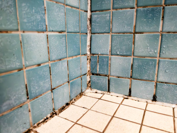 Best Mold Remediation for Healthcare Facilities  in Ypsilanti, MI